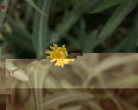 تصویر پرسش و پاسخ گیاه